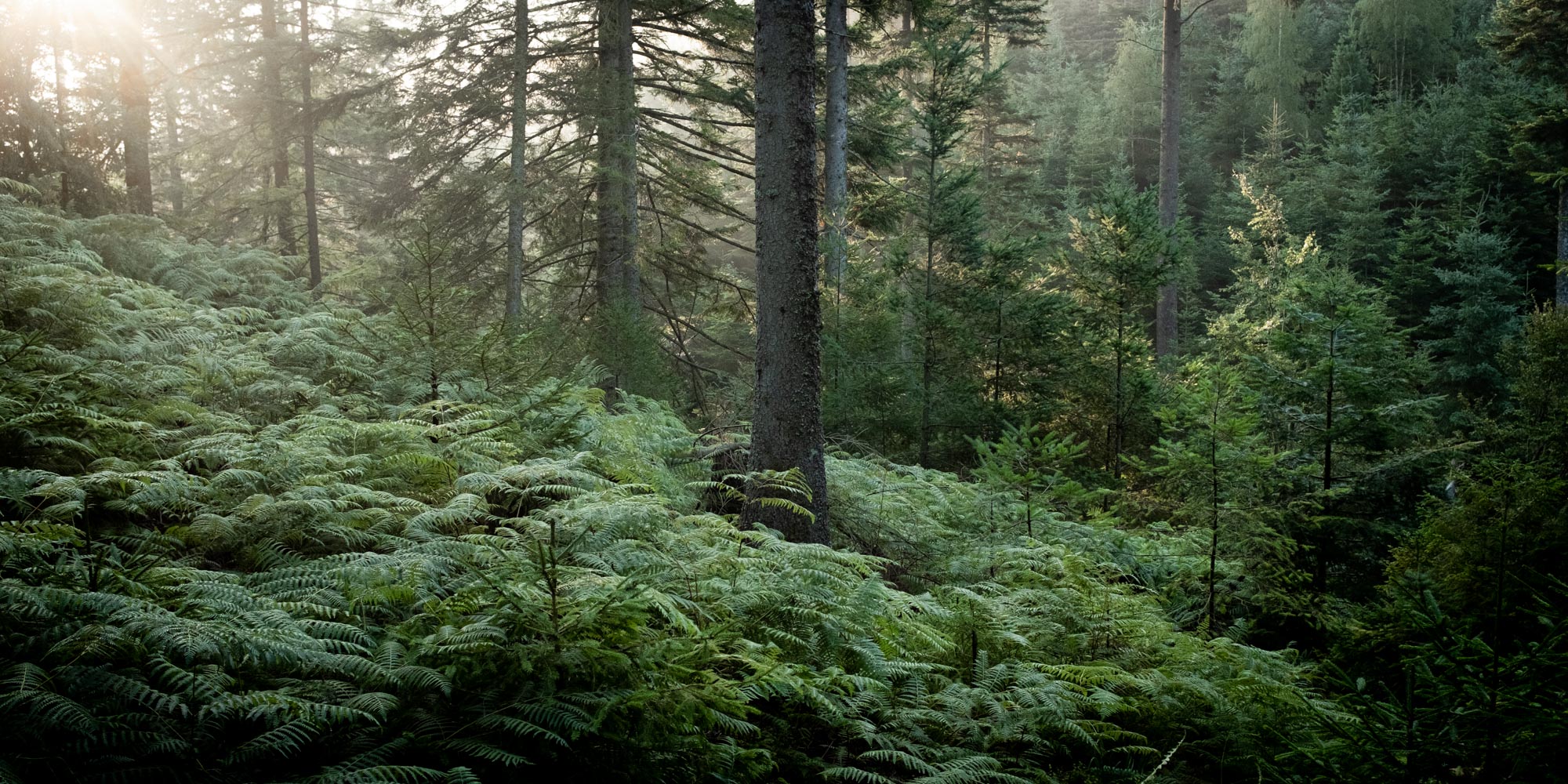 Locationscouting Schwarzwald 11